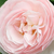 Różowy  - Angielska róża - Ausblush